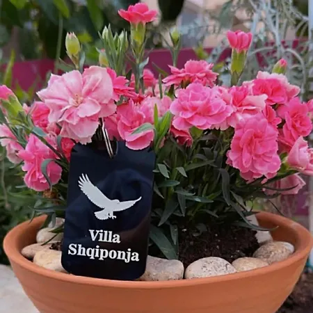 Shqiponja Daire